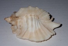 82 mm GREAT PATTERN Ceratostoma Foliatum Murex Seashell #AJ2 From Kitsap County