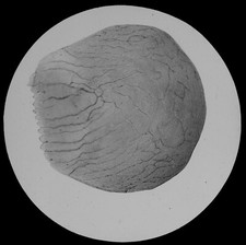 SCALE OF GOLDFISH 1894 OLD