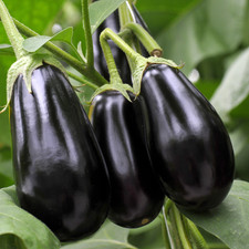 3x Aubergine Moneymaker F1 –