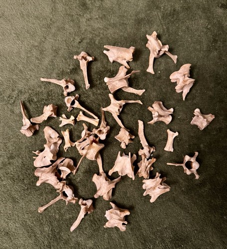 Red fox vertebrae - fox,