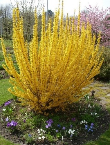 Forsythia intermedia lynwood - forsythia,