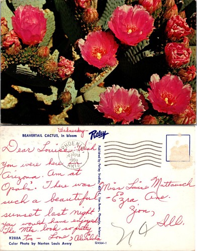 Beavertail cactus bloom - beavertail,
