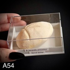 Brissopsis  Unicolour  - Sand Dollar - sea urchin  In A Display Box