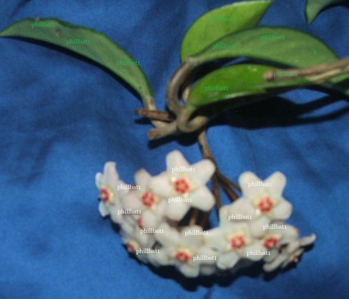 Hoya carnosa house - carnosa, plant
