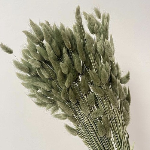 Bunny tails sage green - bunny, dried
