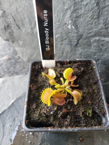 Venus fly trap - fly, bloody