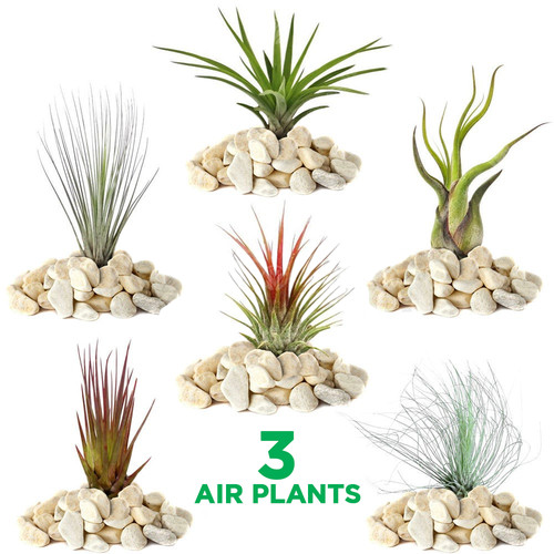 Tillandsia mix plants - 3,