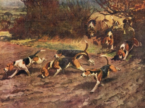 Beagle hounds vintage 1934 - beagle,