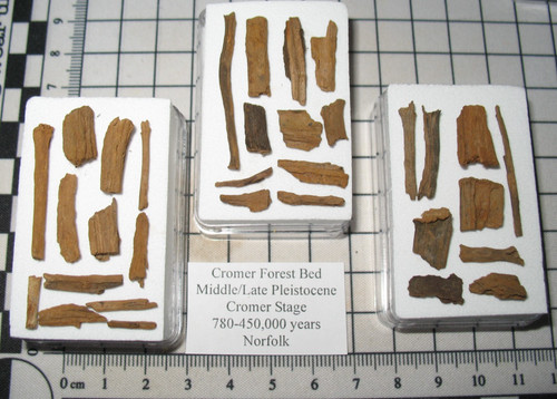Pleistocene cromer forest bed - cromer,