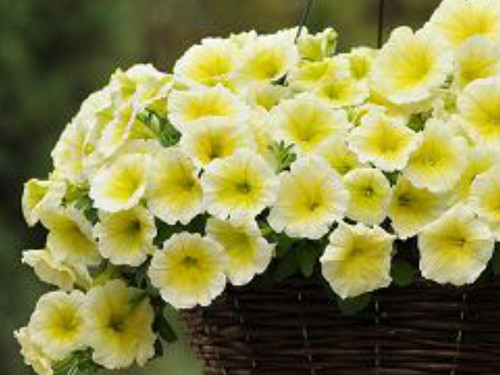 Petunia easy wave - wave, yellow