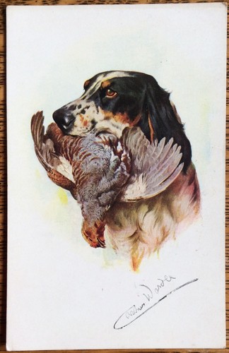 Gordon setter dog - dog, arthur