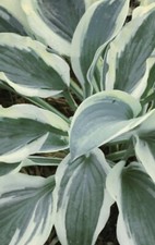 Hosta 'Regal Supreme'.  Medium