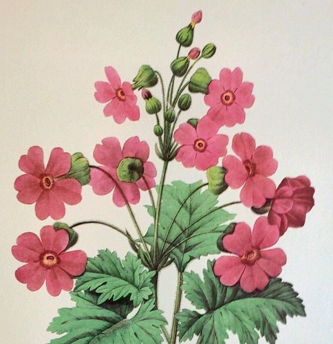 Redoute beautiful flowers - redoute,