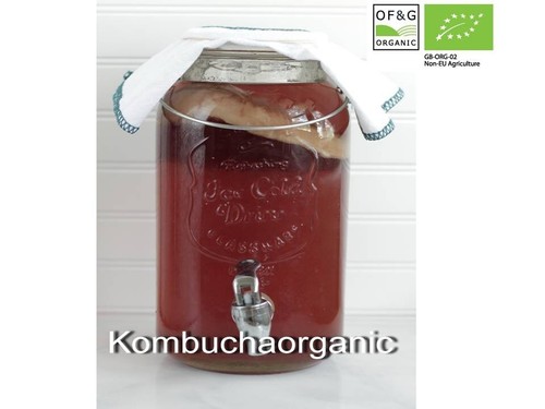 Organic kombucha scoby - xl,