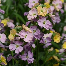 Erysimum Cheers™ Sun-Kissed