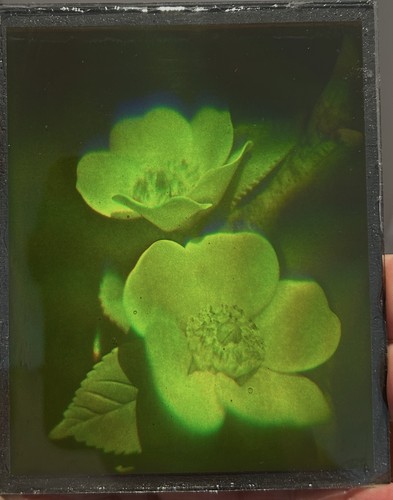 True laser hologram - true,