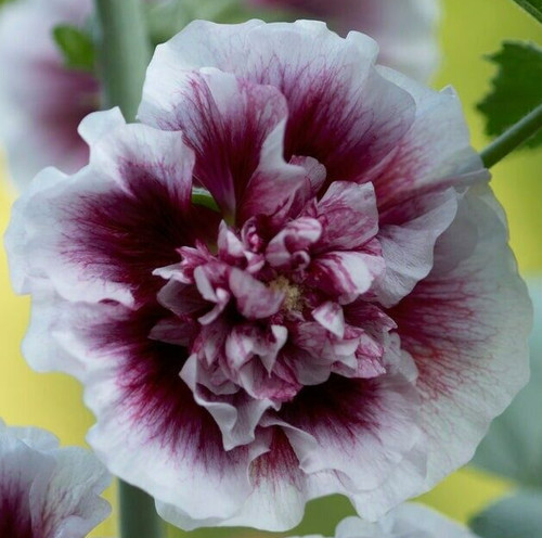 Creme cassis hollyhock - 15,