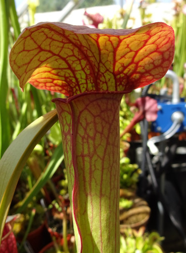 Sarracenia blm jsh68 - blm,