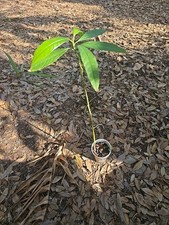 Organic Hass Avocado Live Tree