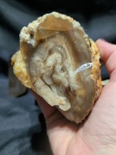 Petrified Wood w/ Opalization