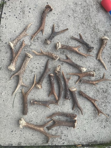 Roe deer antlers - roe,