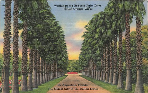 Postcard washingtonia - postcard,