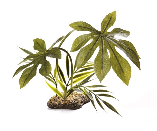 Komodo terrarium plants - komodo,