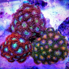 Multi-Colour Zoa Frag Bundle – Premium Assorted Zoanthids | Fluorescent Reef Gem