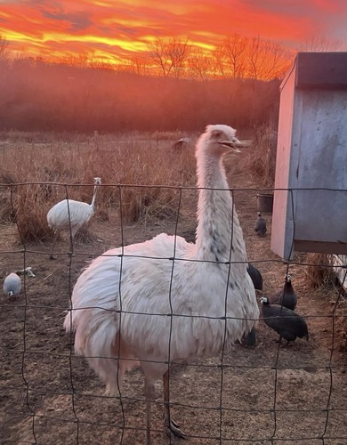White rhea hatching - white,