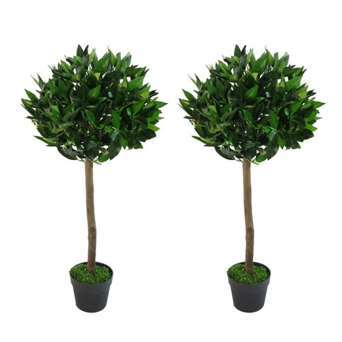 Topiary bay trees pair 90cm - bay,