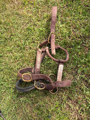 Monty roberts medium dually - monty,
