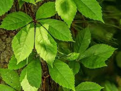 Virginia creeper plant bare - virginia,