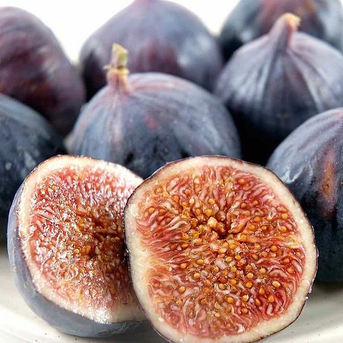 Fig bush brown turkey ficus - fig,