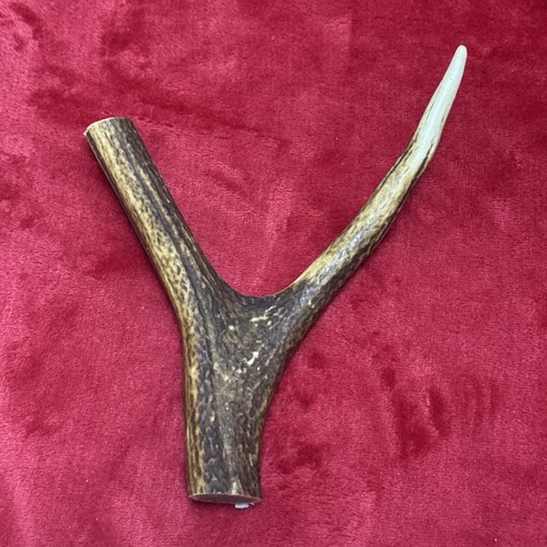 One piece deer antler y - of, antler,
