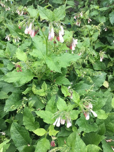 Comfrey plant root cuttings - comfrey,