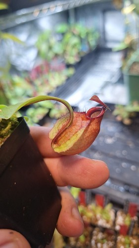 Nepenthes dark moon viking - nepenthes, x