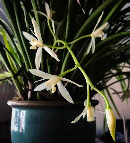Cymbidium dayanum var album - cymbidium, var.