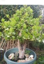 Jade plant Money Tree Crassula ovata Succulent House Plant 5 years old 25cmtall 