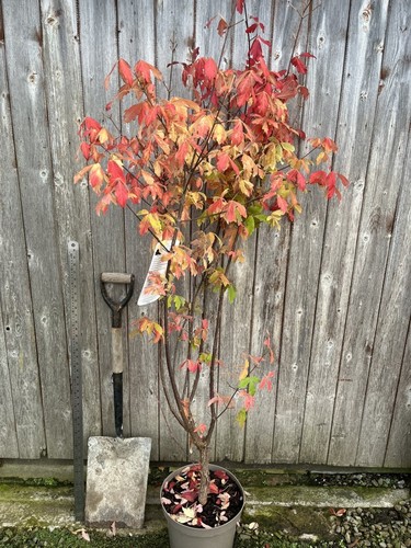 Paperbark maple tree - paperbark, peeling