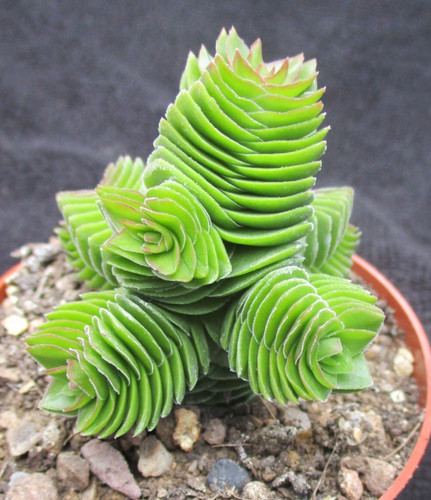 Crassula emerald highly - crassula,