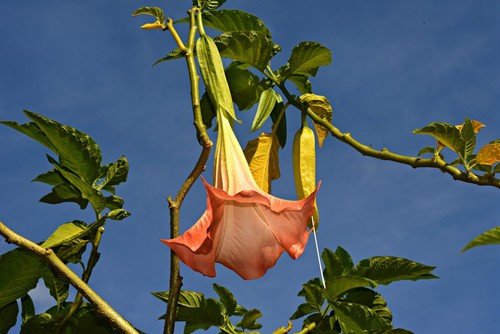 Brugmansia - , (angel's