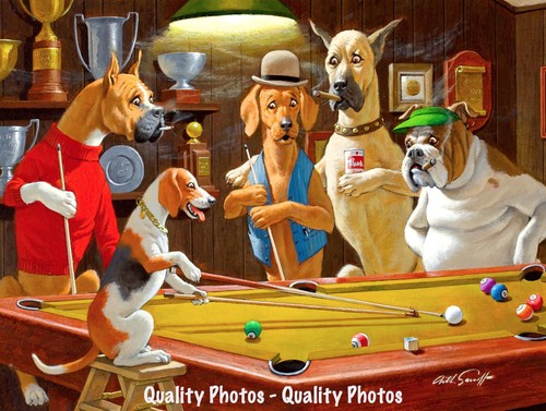 Beagle dogs playing - beagle, pool