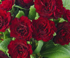 Double Primrose Primula Belarina Valentine Red 3 x plug plants