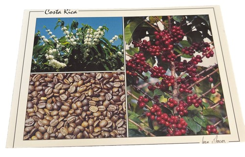 Coffee plant and beans - plant, in