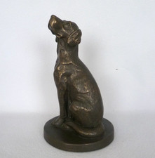 Retriever Labrador Dog