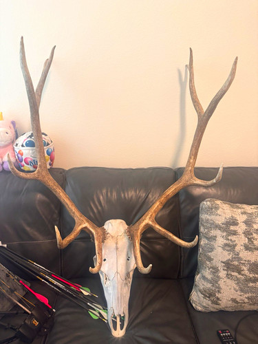 Deer skull with antlers - skull,