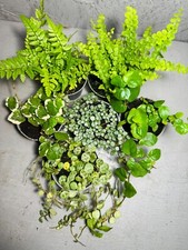 TERRARIUM CREEPING PLANT SET |