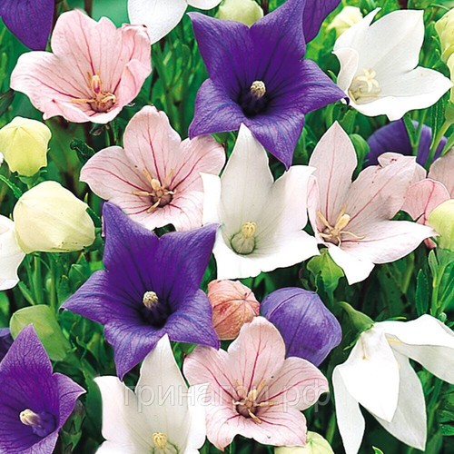 Balloon flower bellflower - balloon, mix