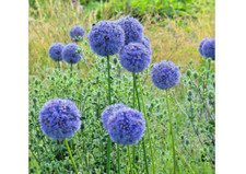 50 Allium Caeruleum Azureum  Spring Summer Hardy Perennial Blue Flower Bulbs