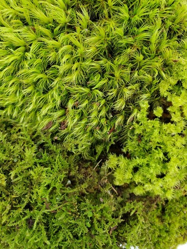 Value small live - value, moss